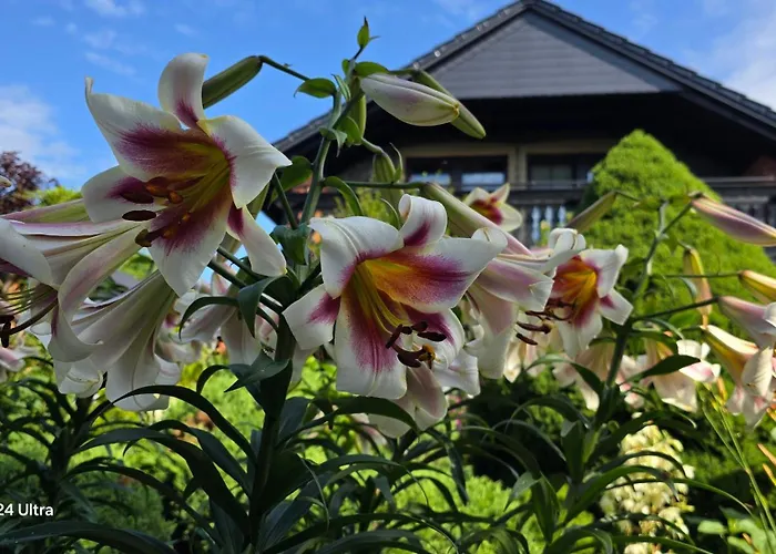 Hortus Z Klimatyzacja 公寓 博莱斯瓦维茨